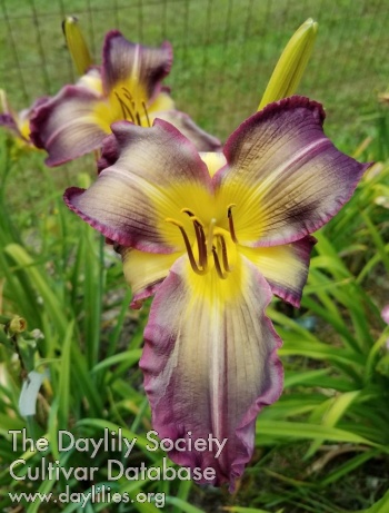 Daylily Northwood Bleached Blonde