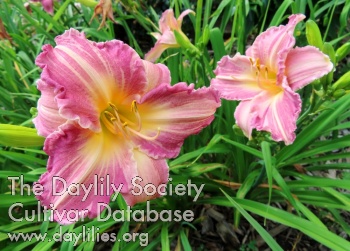 Daylily Northwood Cake Pop