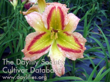 Daylily Novacore