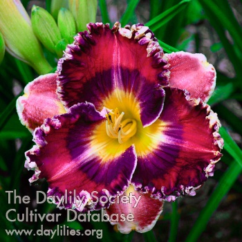 Daylily Nudo Mixteco