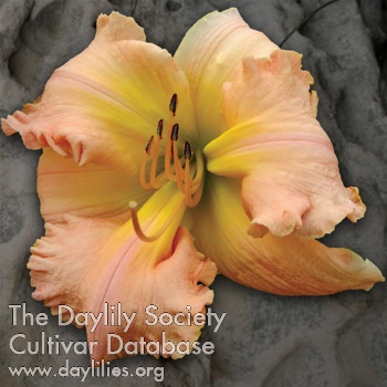 Daylily New with Spandex