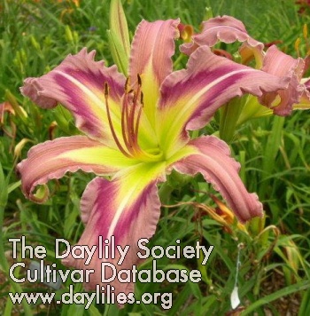 Daylily Ocean Spirit