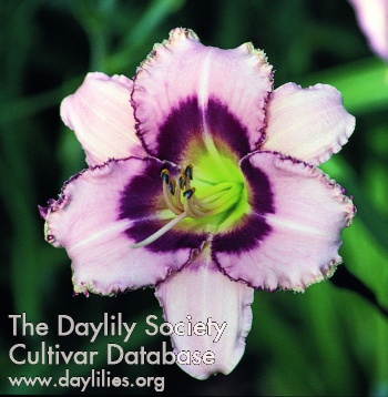 Daylily Oliver Dragon Tooth