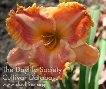 Daylily October Wedding