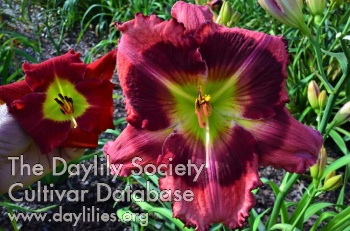 Daylily Off the Scale