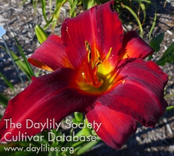 Daylily Olallie Red
