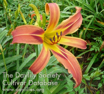 Daylily Old-fashioned Maiden