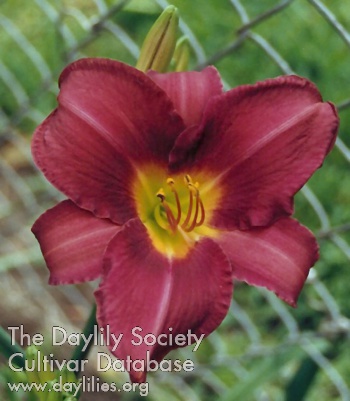 Daylily Olive Bailey Langdon