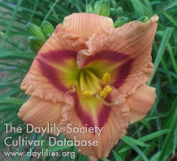 Daylily On the Third Day