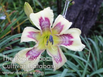 Daylily Opal Road