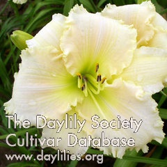 Daylily Ornate Ruffles