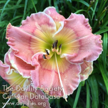Daylily Our Sweet Evelyn Rose