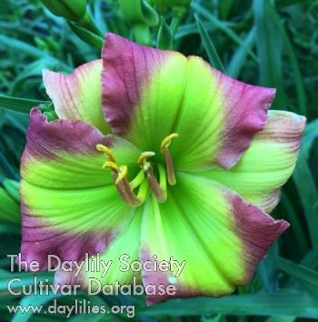 Daylily Oz's Emerald City