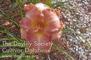 Daylily Orange Beach