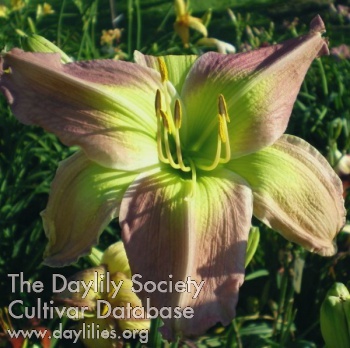 Daylily Pendergriff Angel Dust
