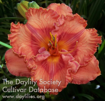 Daylily Perceptive