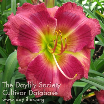 Daylily Paint My Heart Red