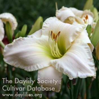 Daylily Palladian White