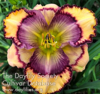 Daylily Pansy Poetry