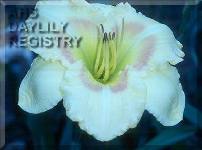 Daylily Paul's Pick