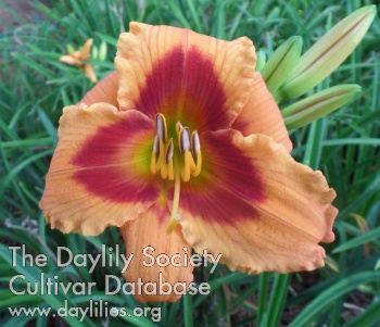 Daylily Peaches and Roses