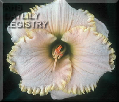Daylily Pearl Cove