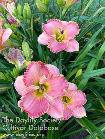 Daylily Perpetual Pink