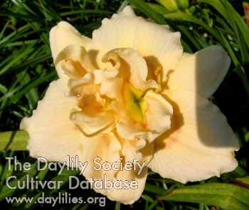 Daylily Petal Play