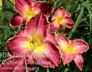 Daylily Piccadilly Lilly