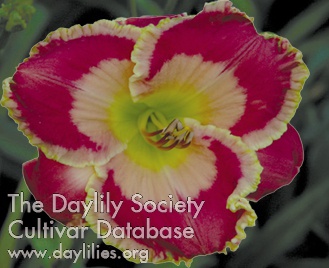 Daylily Picture in Picture