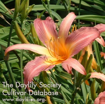 Daylily Pink Cluster Spider