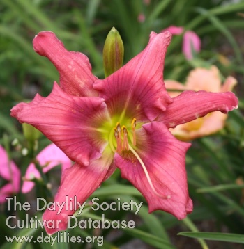 Daylily Pinkie Dinky Do