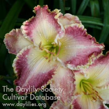 Daylily Pinwheel Patty