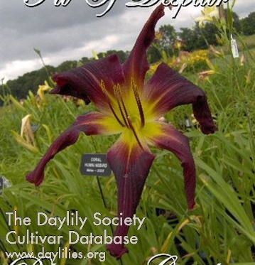 Daylily Pit of Despair