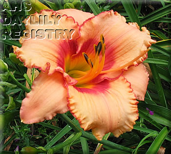 Daylily Pixie Mountain Queen