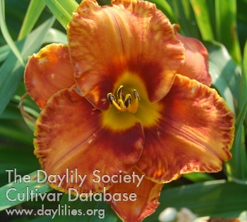 Daylily Playing with Fire