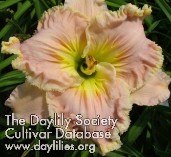 Daylily Pleated Perfection