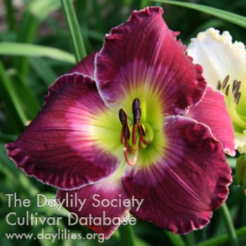 Daylily Plum Thunderstruck