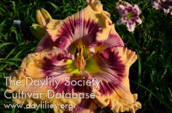 Daylily Poetic Love