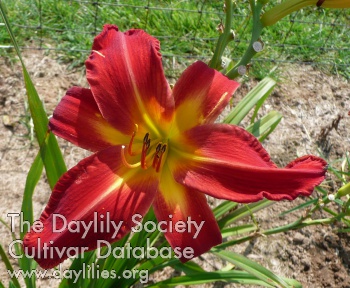 Daylily Point of View