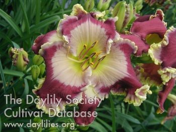 Daylily Pray Without Ceasing