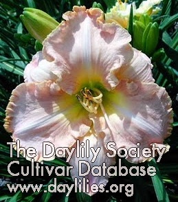 Daylily Prelude to Panoply