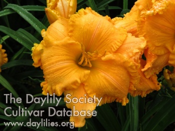 Daylily Purely Orange