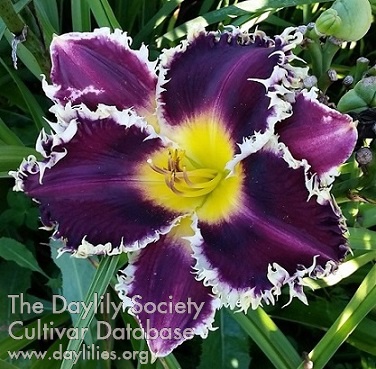 Daylily Purple Panther