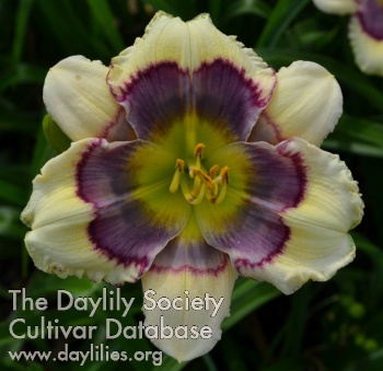 Daylily Paper Magician