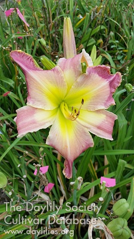 Daylily Pink Panther Paws