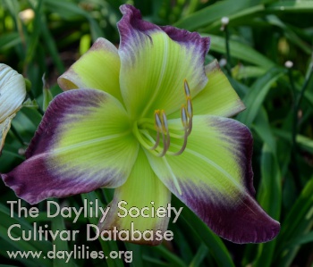 Daylily Pirate Queen