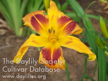 Daylily Quirky