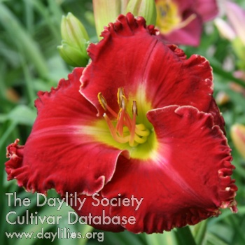 Daylily Quasar Redshift