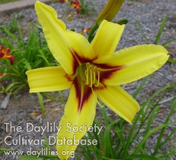 Daylily Queen Bee